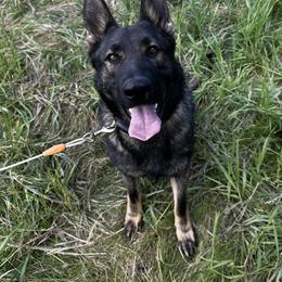Freya - Sable female German Shepherd puppy in Missoula, Montana from Spartan German Shepherds