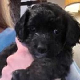 Girl 4 - Black and white Cockapoo puppy in Sun City, Arizona from Rachel's Sunny Side Cockapoos