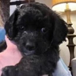 Girl 4 - Black and white Cockapoo puppy in Sun City, Arizona from Rachel's Sunny Side Cockapoos