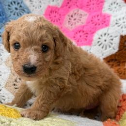 Harry - Apricot male Goldendoodle puppy in Bentonville, Arkansas from Bentonville Doodles