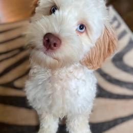 Billy - Australian Labradoodle