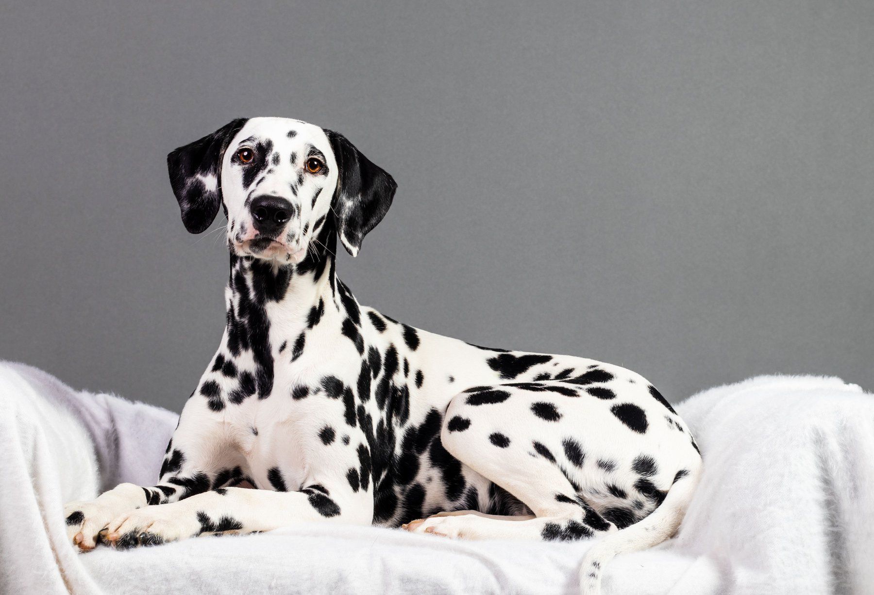 A beautiful black and white Dalmatian laying down