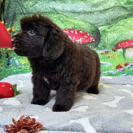 Brown Girl - Brown female Newfoundland puppy in Squaw Valley, California from Blossom Trail Kennel