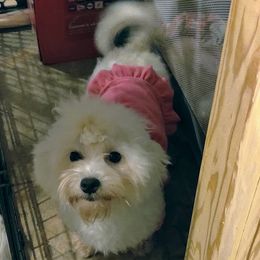 Ginger - Coton de Tulear