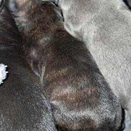 Girl 2 - Black brindle female Cane Corso puppy in Clarksburg, West Virginia from West By God Virginia Cane Corso