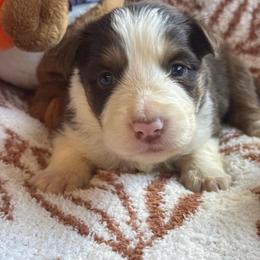 Alejandro - White and red male Border Collie puppy in Mckinney, Texas from Border Collies of Ruidoso
