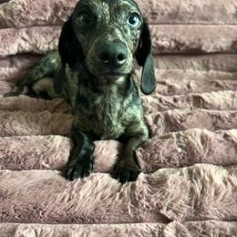 Lizzy - Dachshund