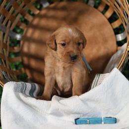 Mr. Darcy - Golden male Golden Retriever puppy in Payette, Idaho from Stonewick Retrievers