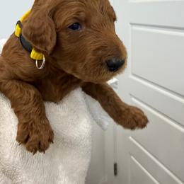 Yellow male - Red  male Poodle puppy in San Benito, Texas from Irene's Poodles
