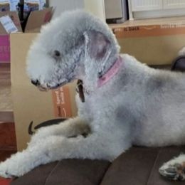 Bedlington Terriers from Imperial Kennels