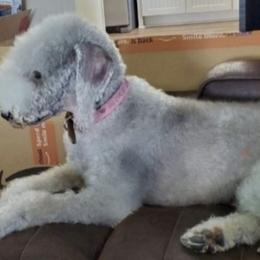 Bedlington Terriers from Imperial Kennels