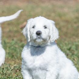 Bernedoodle and Goldendoodle Puppies from White Oak Doodles