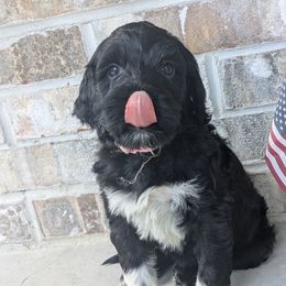 Shenandoah - Black and white Portuguese Water Dog puppy in Jacksonville, Florida from Filo House