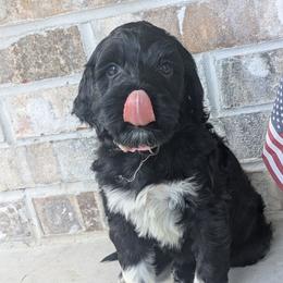Shenandoah - Black and white Portuguese Water Dog puppy in Jacksonville, Florida from Filo House