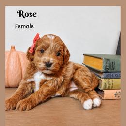 Rose - Red  female Goldendoodle puppy in Hilton, New York from The House of Goldendoodle