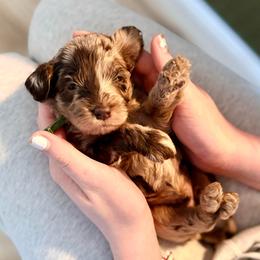 Motley - Merle male Cockapoo puppy in Denver, Pennsylvania from Greenview Puppies