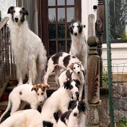 Borzois from Beatryx Trillium Borzoi