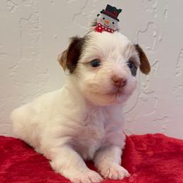 Luke Skywalker - Parti male Yorkshire Terrier puppy in Los Angeles, California from 818 Yorkies