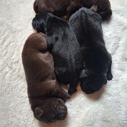 Boy 1 - Chocolate male Labrador Retriever puppy in Moodus, Connecticut from Brownstone Labradors
