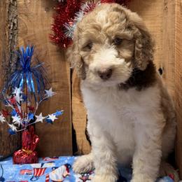 Reba - Red merle female Aussiedoodle puppy in Lavonia, Georgia from H & A Kennels