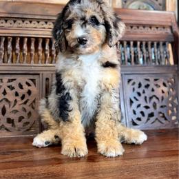 Arches - Phantom male Bernedoodle puppy in Queen Creek, Arizona from Dulcito Doodles
