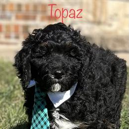 Assorted Doodle Crosses and Aussiedoodle Puppies from Parrish Precious Ones Missouri