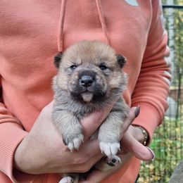 Female 2 - Red female Shiba Inu puppy in Fairbanks, Alaska from Arctic Kennels (Pomskies, Akitas & Shibas)