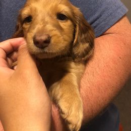 Dachshund Puppies from Mill Creek Dachshunds