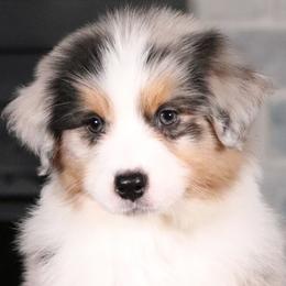 Australian Shepherd puppies from Shadomoon