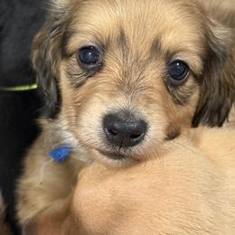 Ivory (Ivy) (blue collar) - Cream female Dachshund puppy in Shawnee, Oklahoma from Magic Eagle Miniature Dachshunds