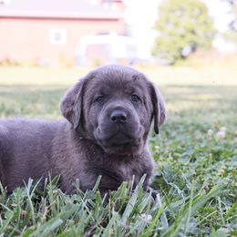 Dilute Retriever, Golden Retriever, and Labrador Retriever Puppies from Grimm Girls Farm