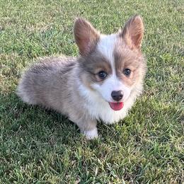 Konrad - Blue male Pembroke Welsh Corgi puppy in Cashion, Oklahoma from Shabby Chic Corgis