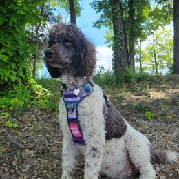 Toots - Poodle