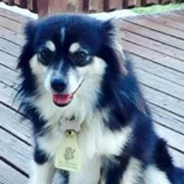 American Corgis, Dalmatians, Miniature American Shepherds, Pembroke Welsh Corgis, and Toy Australian Shepherds from The Wildfire Kennel