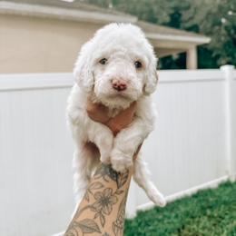 Goldendoodle Puppies from Glamorous Golden Doodles