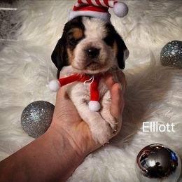 Elliott - Black brown and white male Basset Hound puppy in Mack's Creek, Missouri from Mack's Creek Basset Hounds