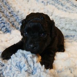 Kolter - Silver male Havapoo puppy in Blanch, North Carolina from Faithful Hearts Kennel