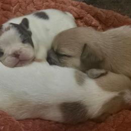 Marilyn - White female French Bulldog puppy in Pleasant Hill, Iowa from Courtney Nicole's Mal Shihs & Goldendoodles