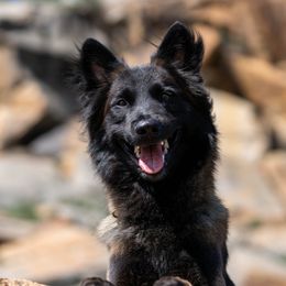 Elon - Belgian Tervuren
