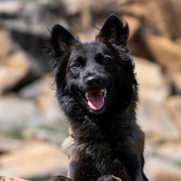 Elon - Belgian Tervuren