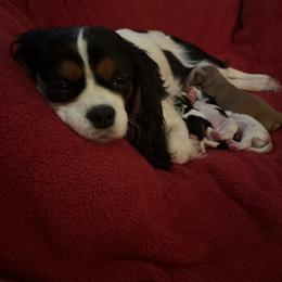 August - Blenheim male Cavalier King Charles Spaniel puppy in Taylor, Michigan from SHANNON'S CAVALIERS