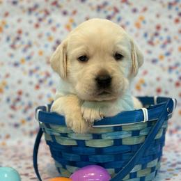 Arwen - Yellow female Labrador Retriever puppy in Isle, Minnesota from Dog Ear Outfitters