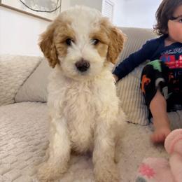 Oakley - Parti male Goldendoodle puppy in Loma Rica, California from BloomingPuppies