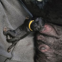 Yellow Collar - Black and tan female Giant Schnauzer puppy in Cloverdale, Ohio from House of Roth Giant Schnauzers
