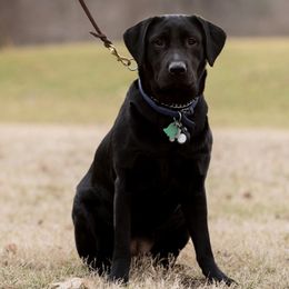 Labrador Retrievers from Limestone River Labradors