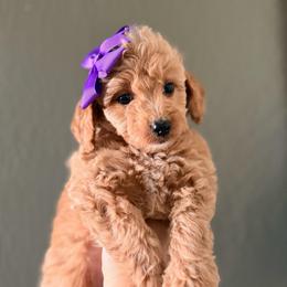 Sophie - Apricot female Goldendoodle puppy in Sacramento, California from GoldenDoodle Love