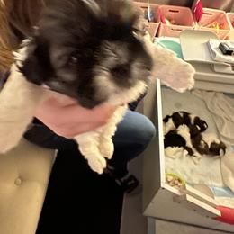 Girl 1 - Shih Tzu puppy in Raymond, New Hampshire from Shih Tzus of NH