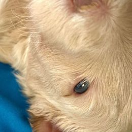 Goldendoodle and Poodle Puppies from SnickerDoodlePups