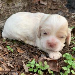 Boy 2 - Buff and white male Cocker Spaniel puppy in Gadsden, Alabama from Rich Cat’s