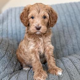Remi - Apricot female Goldendoodle puppy in Maricopa, Arizona from AZ Designer Goldendoodles